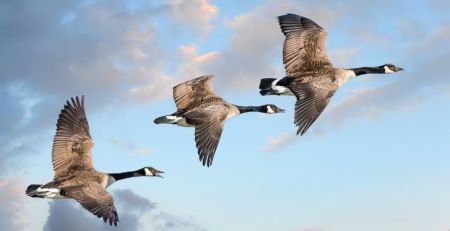 A flock of geese in flight in the sky.